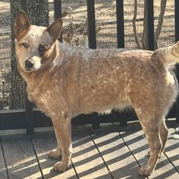 Jolene - Australian Cattle Dog