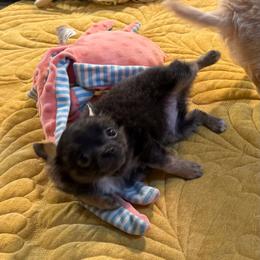 Bentley - Blue and tan male Chihuahua puppy in Summerfield, Florida from Uey’s Chihuahuas
