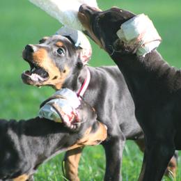 Gucci - Black and rust female Doberman Pinscher puppy in Winchester, Ohio from 32 Farms