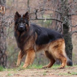 Ukon - German Shepherd