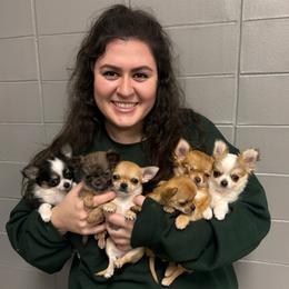 Chihuahua Puppies from Walley Farms