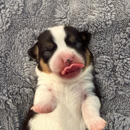 Firefly - Black and tan female Pembroke Welsh Corgi puppy in Arcanum, Ohio from Weissway Corgis