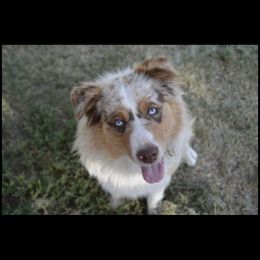 Zella - Miniature Australian Shepherd