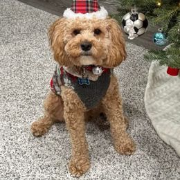 Cockapoo and Goldendoodle All Grown Up from Meghan McKay
