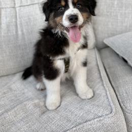 Australian Shepherd Puppies from Crab Point Australian Shepherds