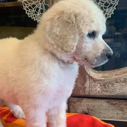 Poodles from Red Tree Farm Standard Poodles