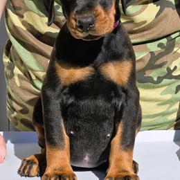 Ms. Cinderella - Black and rust female Doberman Pinscher puppy in Chagrin Falls, Ohio from Schloss Velburg Dobermanns
