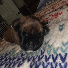 Black collar - Brindle male Boxer puppy in Titusville, Florida from Saskobox