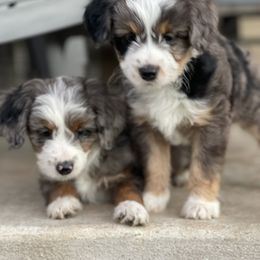 Aussiedoodle and Labradoodle Puppies from McDoodles of Texas