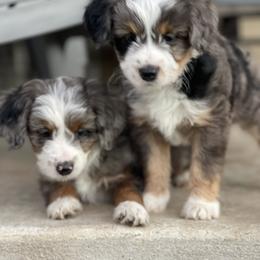 Aussiedoodle and Labradoodle Puppies from McDoodles of Texas