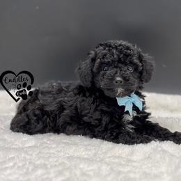Shadow - Black male Poodle puppy in Nashville, Arkansas from Cuddles n Curls