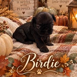 Birdie - Black female Shih Tzu puppy in Montgomery, Texas from Furbourne Farm