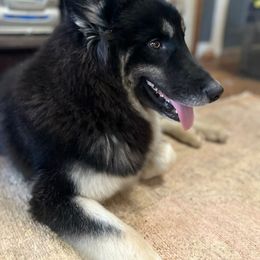 Arebus - Agouti and white male Siberian Husky puppy in Dothan, Alabama from Southeastern Huskies