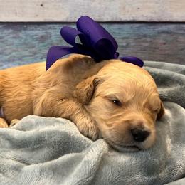 Peanut - Cream male Goldendoodle puppy in The Woodlands, Texas from Gracie's Goldendoodles and Bernedoodles