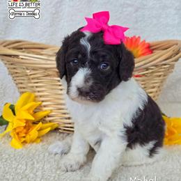 Hot Pink - Chocolate female Goldendoodle puppy in Rockledge, Florida from Stormie's Doodles