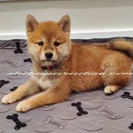 Shiba Inu Puppies from Shiba Paradise