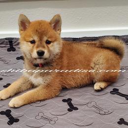 Shiba Inu Puppies from Shiba Paradise