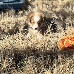Charlie - Sable male Pembroke Welsh Corgi puppy in Millsap, Texas from Punchy Pembroke Ranch