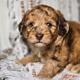 Dracula - Red merle male Aussiedoodle puppy in Cleveland, Georgia from Jam's Doodles And Poodles