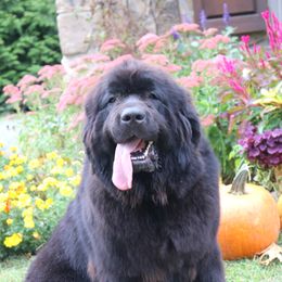 Miracle - Newfoundland