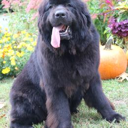 Miracle - Newfoundland