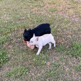 French Bulldogs from The Frenchie Manor
