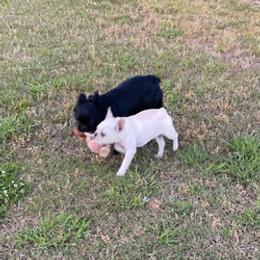 French Bulldogs from The Frenchie Manor