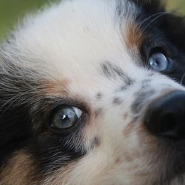 Australian Shepherd, Goldendoodle, and Poodle Puppies from 5AFarms