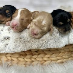 Bernedoodles, Cavapoos, Double Doodles, and Goldendoodles from Liberty Acres of Ohio