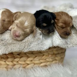 Bernedoodles, Cavapoos, Double Doodles, and Goldendoodles from Liberty Acres of Ohio