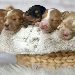 Bernedoodles, Cavapoos, Double Doodles, and Goldendoodles from Liberty Acres of Ohio