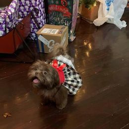 Shih Tzu All Grown Up from Creole Shih Tzu Lafayette