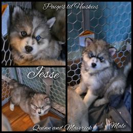 Jesse - Gray and white male Siberian Husky puppy in Bloomfield, Indiana from Paiges lil huskies