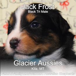 Jack Frost - Black tri-color male Australian Shepherd puppy in Kila, Montana from Glacier Aussies