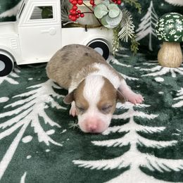 Donner - Brindle merle and white male American Corgi puppy in Waskom, Texas from Piney Woods Corgis