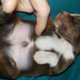 Toy Australian Shepherd Puppies from Jackie lutz