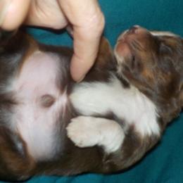 Toy Australian Shepherd Puppies from Jackie lutz