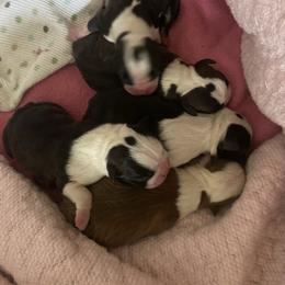 Finn - Brindle and white male Boston Terrier puppy in Imperial, Missouri from Boston Kup Breeders