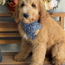 Cove - Apricot male Goldendoodle puppy in Escalon, California from Miley&Co.