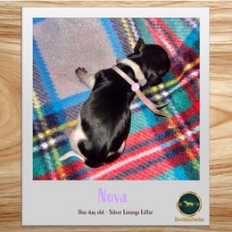 Nova - Piebald female Dachshund puppy in Cave Junction, Oregon from Rockindachs