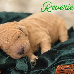Reverie - Apricot male Poodle puppy in Brooksville, Florida from Ariella Standard Poodles & Chinese Cresteds