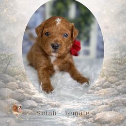 Selah - Red  female Goldendoodle puppy in Canton, Georgia from Teddy Puppies