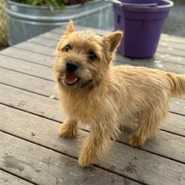 Amadey Shugar-Cube - Red wheaten male Cairn Terrier puppy in Longview, Washington from Northwest Cairn Terriers