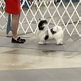 Havanese from Janet's Havanese