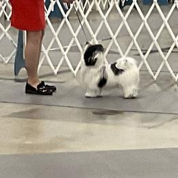 Havanese from Janet's Havanese