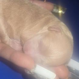 Poodle puppies from Tiny Paws Luxury Pets