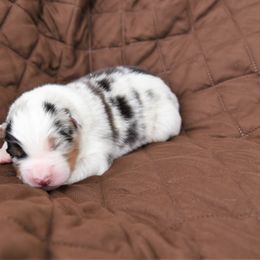 Australian Shepherd Puppies from NorthRidge Australian Shepherds