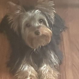 Yorkshire Terriers from Alisha's Yorkshire Terriers