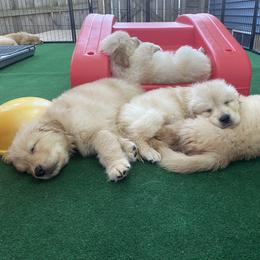 Golden Retriever and Siberian Husky Puppies from Nevani Goldens & Siberians