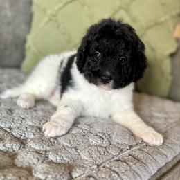 Oriole - Black and white male Bernedoodle puppy in Midland, Michigan from Northern Charm Farm